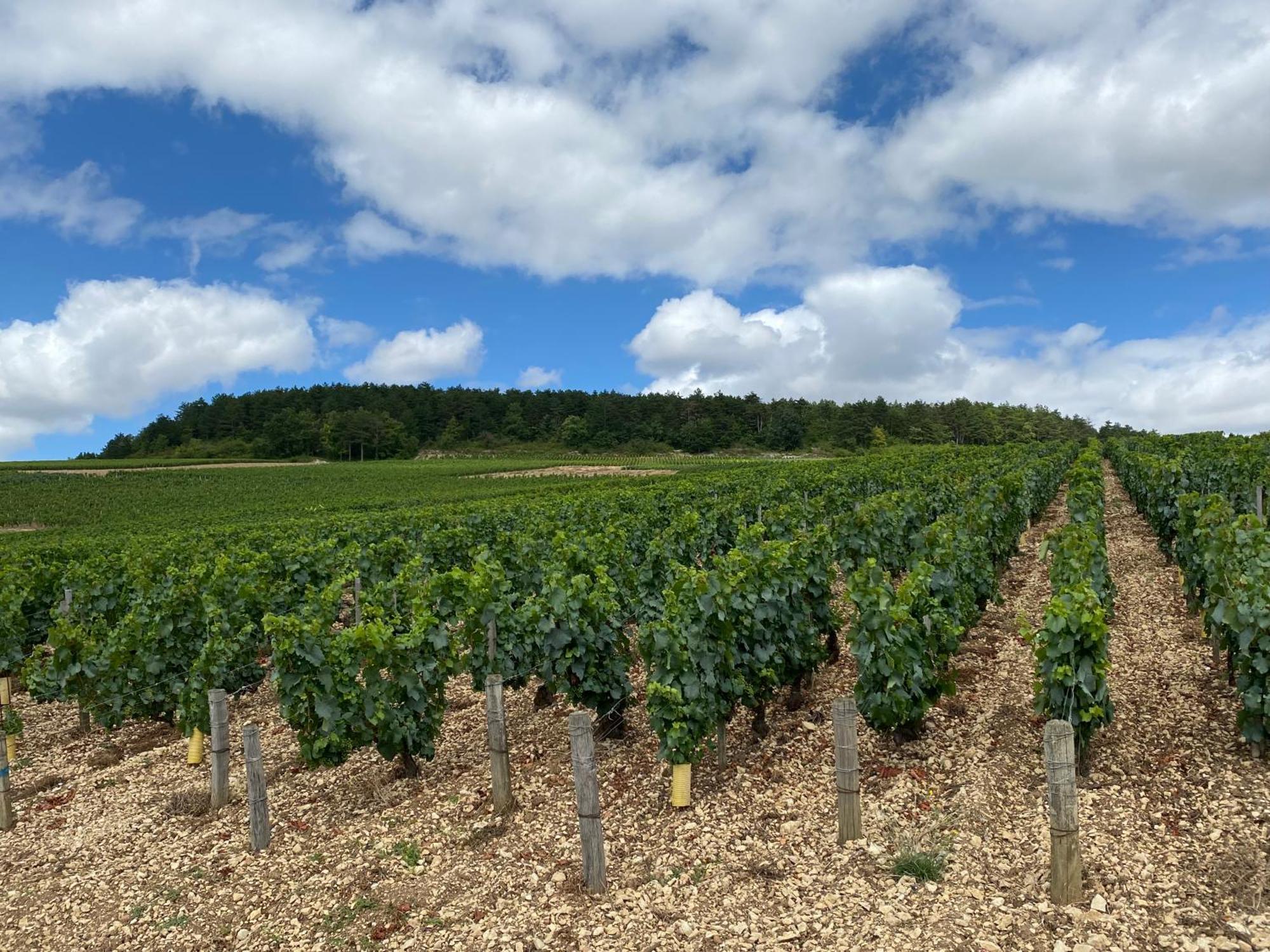 Le Merrain Gite Plein Coeur De Chablis Buitenkant foto